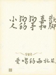 小狗狗喜欢咬主人的手和脚