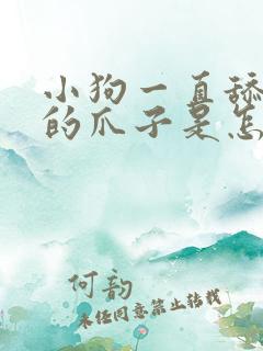 小狗一直舔自己的爪子是怎么回事