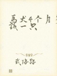 马犬4个月多少钱一只