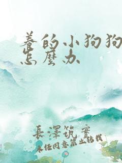 养的小狗狗死了怎么办