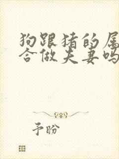 狗跟猪的属相适合做夫妻吗