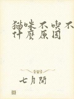 猫咪不吃不喝是什么原因