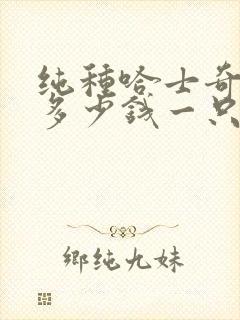 纯种哈士奇价格多少钱一只