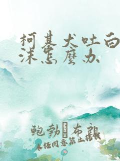 柯基犬吐白色泡沫怎么办