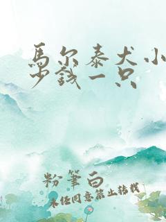 马尔泰犬小狗多少钱一只