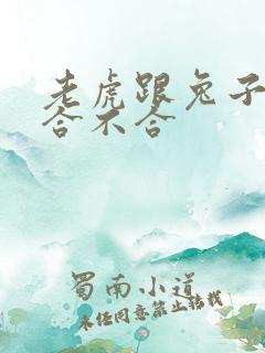 老虎跟兔子属相合不合