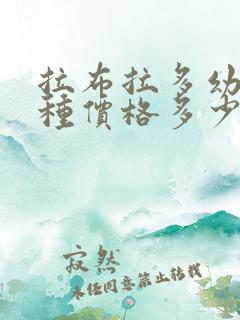 拉布拉多幼犬纯种价格多少钱一只