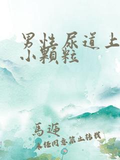 男性尿道上出现小颗粒