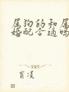 属狗的和属鼠的婚配合适吗