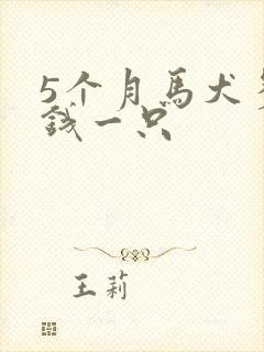 5个月马犬多少钱一只