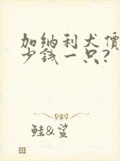 加纳利犬价格多少钱一只?