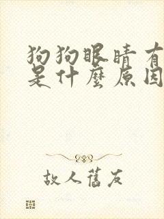 狗狗眼睛有眼屎是什么原因引起的