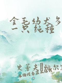 金毛幼犬多少钱一只 纯种