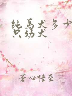 纯马犬多少钱一只幼犬