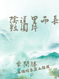 阴道里面长小肉粒图片