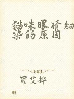 猫咪眼睛细菌感染的原因