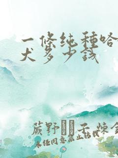 一条纯种哈士奇犬多少钱