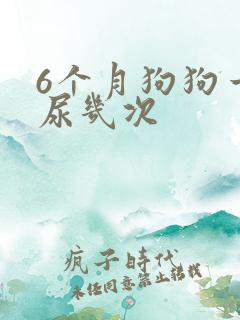 6个月狗狗一天尿几次