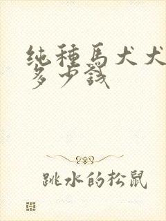 纯种马犬犬价格多少钱