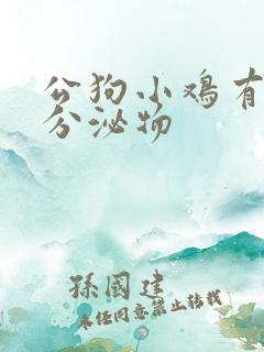 公狗小鸡有黄色分泌物