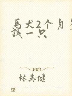 马犬2个月多少钱一只