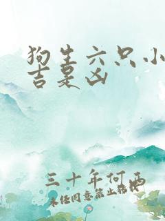 狗生六只小狗是吉是凶