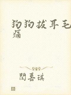 狗狗拔耳毛粉无痛