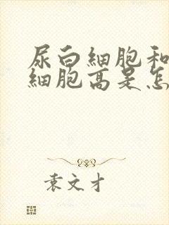 尿白细胞和尿红细胞高是怎么回事