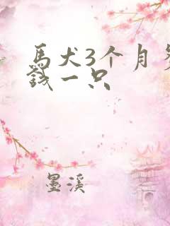 马犬3个月多少钱一只