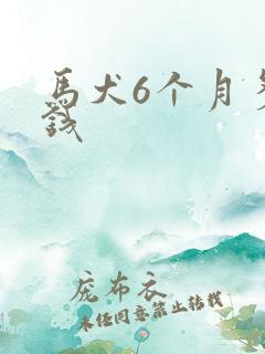 马犬6个月多少钱