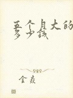 五个月大的马犬多少钱