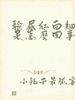 验尿红白细胞高是怎么回事