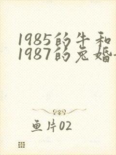 1985的牛和1987的兔婚姻怎样