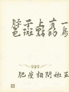 脖子上有一圈白色斑点的鸟