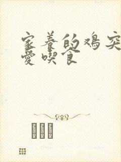 家养的鸡突然不爱吃食