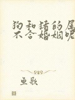 狗和猪的属相合不合婚姻呢