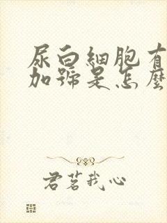 尿白细胞有一个加号是怎么回事