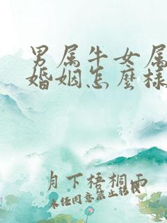 男属牛女属马的婚姻怎么样