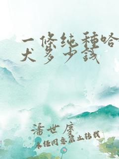 一条纯种哈士奇犬多少钱