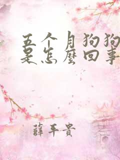 五个月狗狗尿血是怎么回事