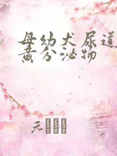 母幼犬尿道口有黄分泌物