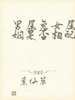 男属兔女属龙婚姻是否相配