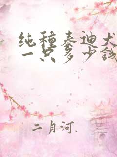 纯种泰迪犬价格一只多少钱