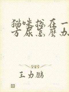 猫咪总在一个地方尿怎么办