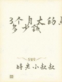 3个月大的马犬多少钱