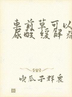 车前草可以降低尿酸 缓解痛风