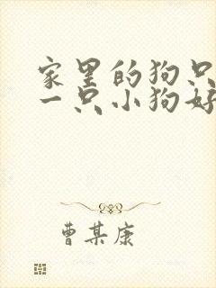 家里的狗只生了一只小狗好不好