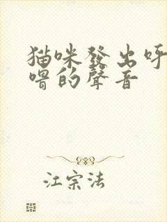 猫咪发出呼噜呼噜的声音