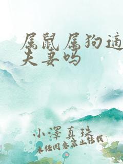 属鼠属狗适合做夫妻吗