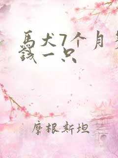 马犬7个月多少钱一只